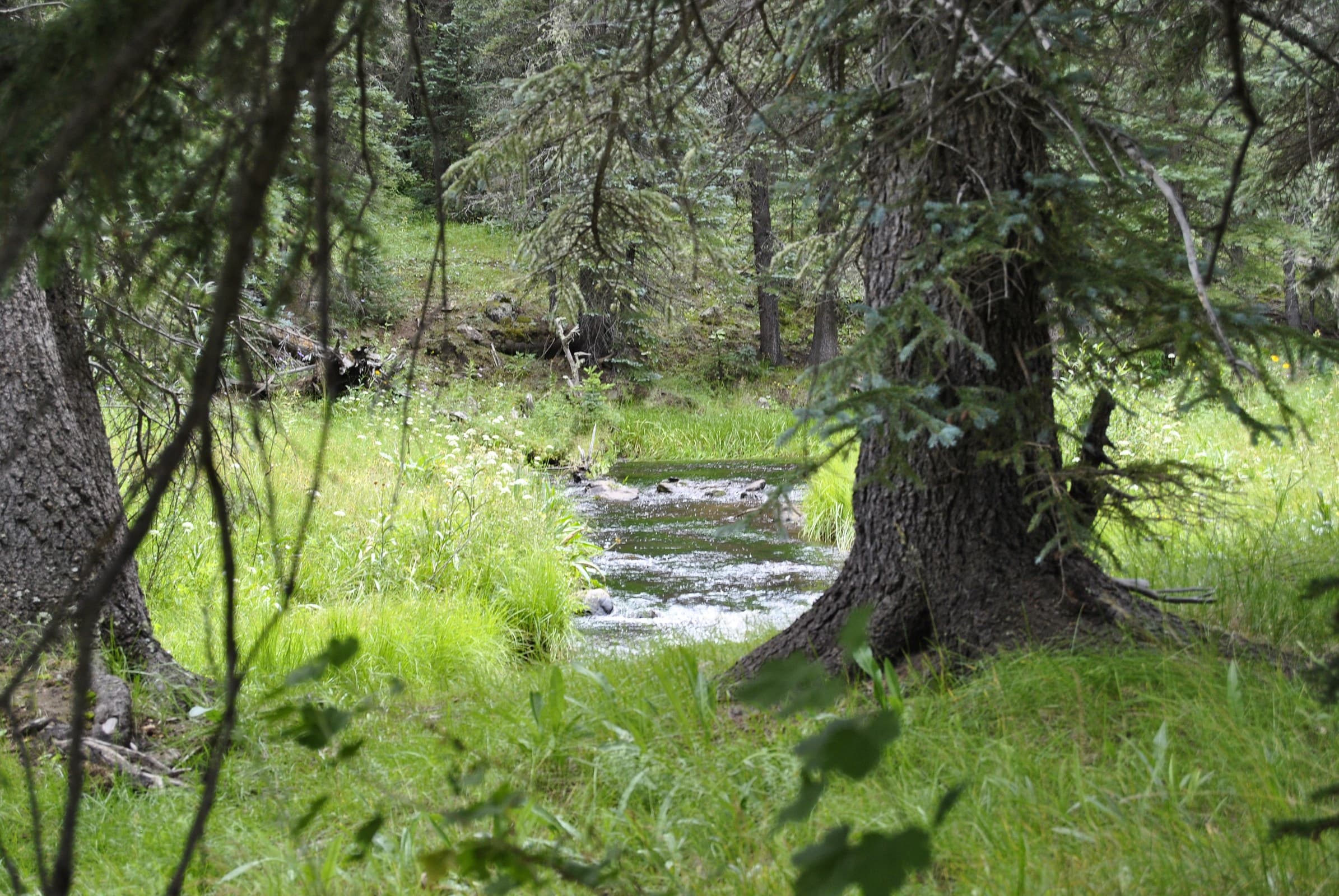 Mountain meadow and stream in the White Mountains near Pinetop, Arizona